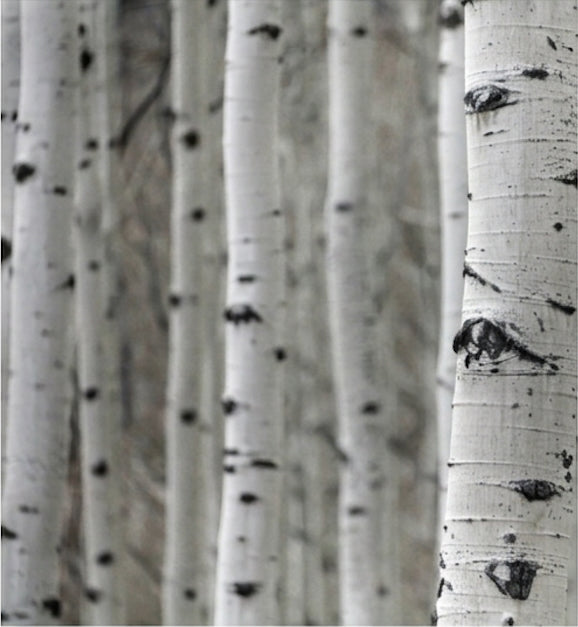 Close-up of birch trees with white bark and black spots - Alpine Glow fragrance - Haute Parfumerie for hair - Beauty Disrupted
