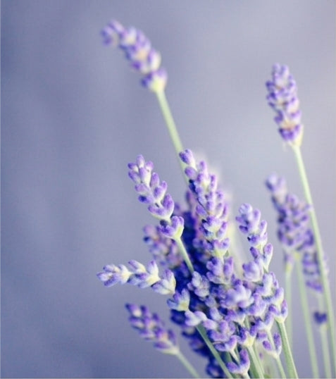 Close-up of lavender flowers against a soft gray background - Alpine Glow fragrance - Haute Parfumerie for hair - Beauty Disrupted