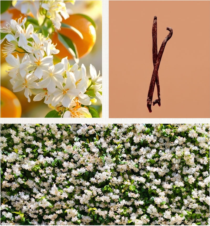 Amazonian_Amour_Fragrance