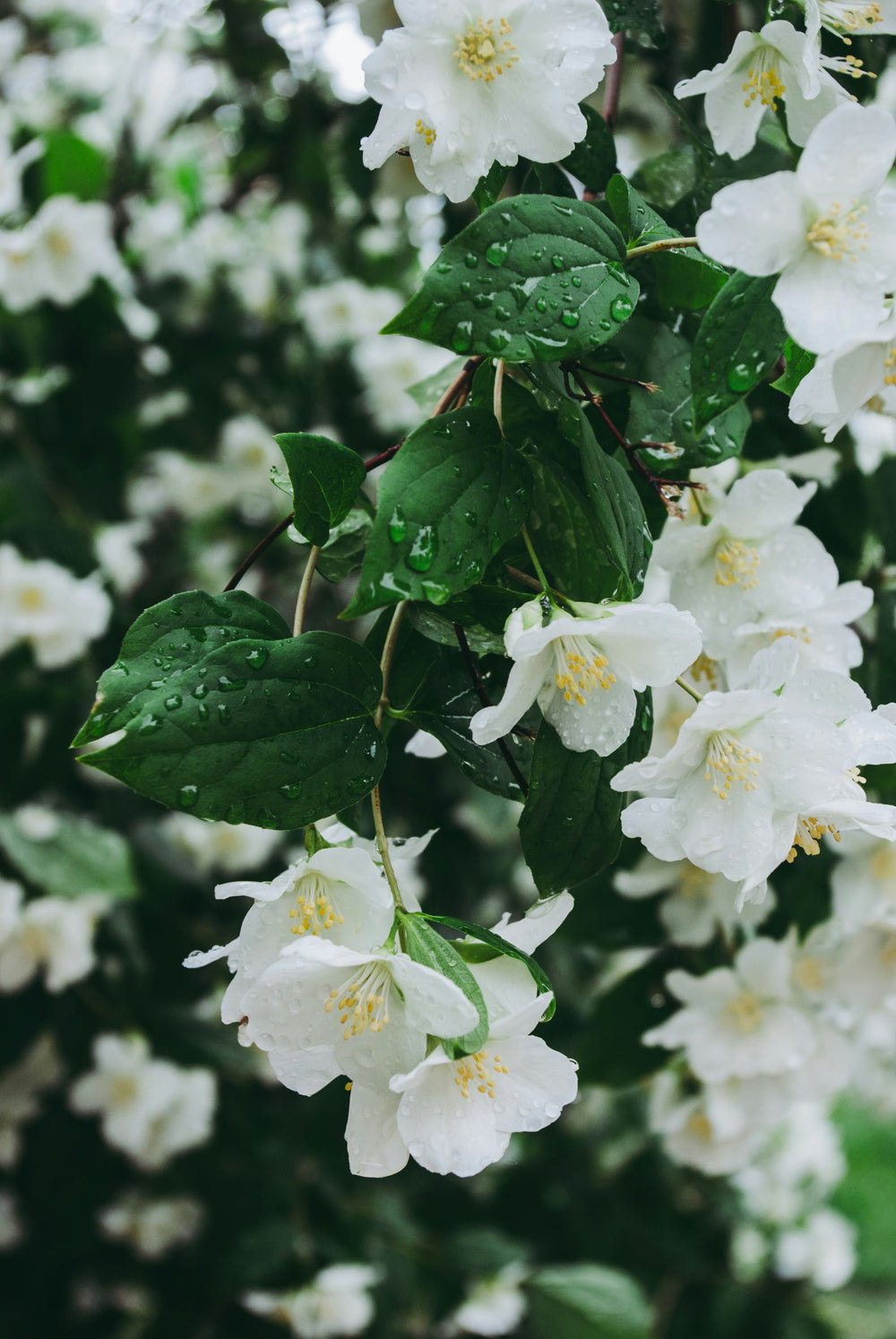 Close-up of white flowers of Jasmine with green leaves on a blurred background - Amazonia Amour fragrance - Haute Parfumerie for hair - Beauty Disrupted