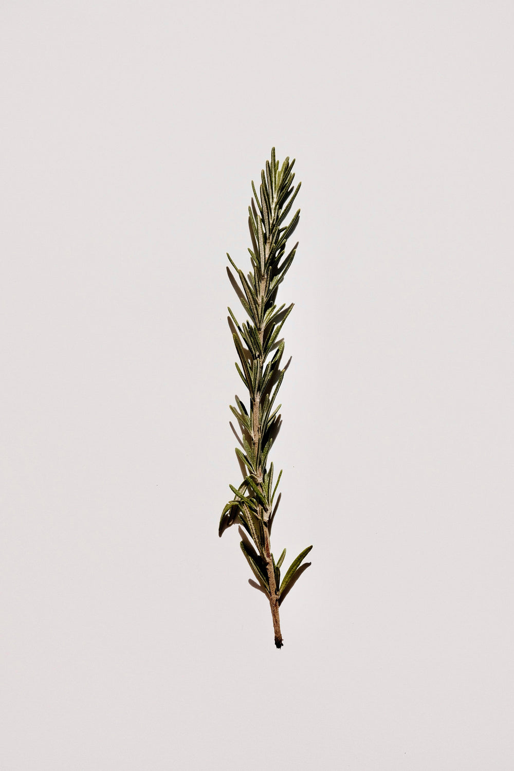 Single sprig of rosemary on a light gray background - Alpine Glow frangrance - Haute Parfumerie for hair - Beauty Disrupted