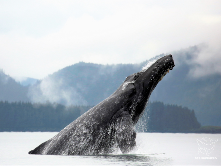 humpback whale