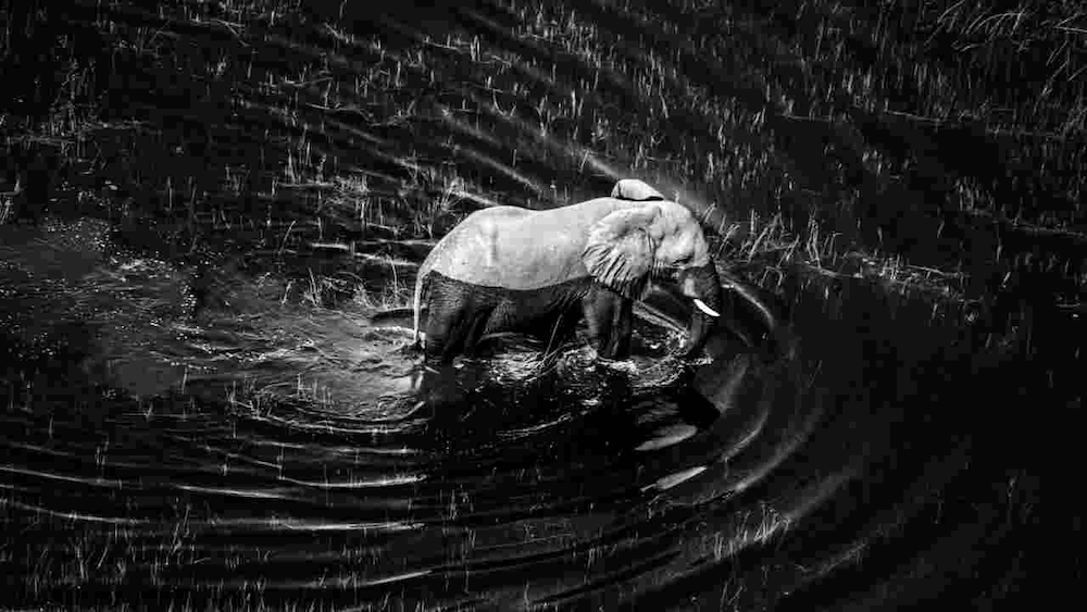 Laurent Baheux Photagraphy elephant in water