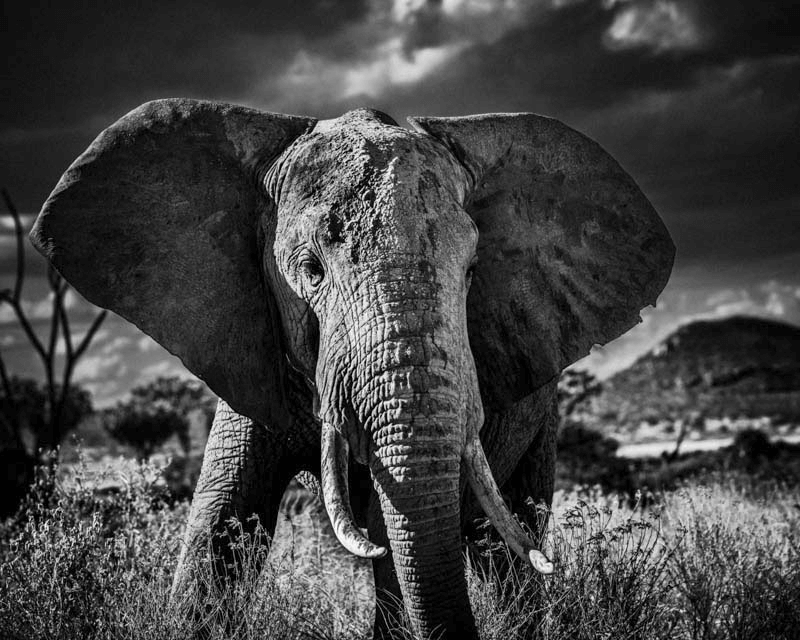 Laurent Baheux Photagraphy elephant close up