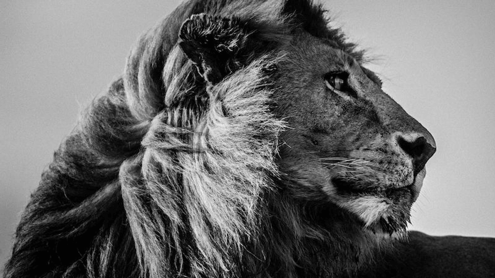 Laurent Baheux Photagraphy Lion close up