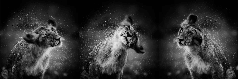 Laurent Baheux Photagraphy Lion in motion