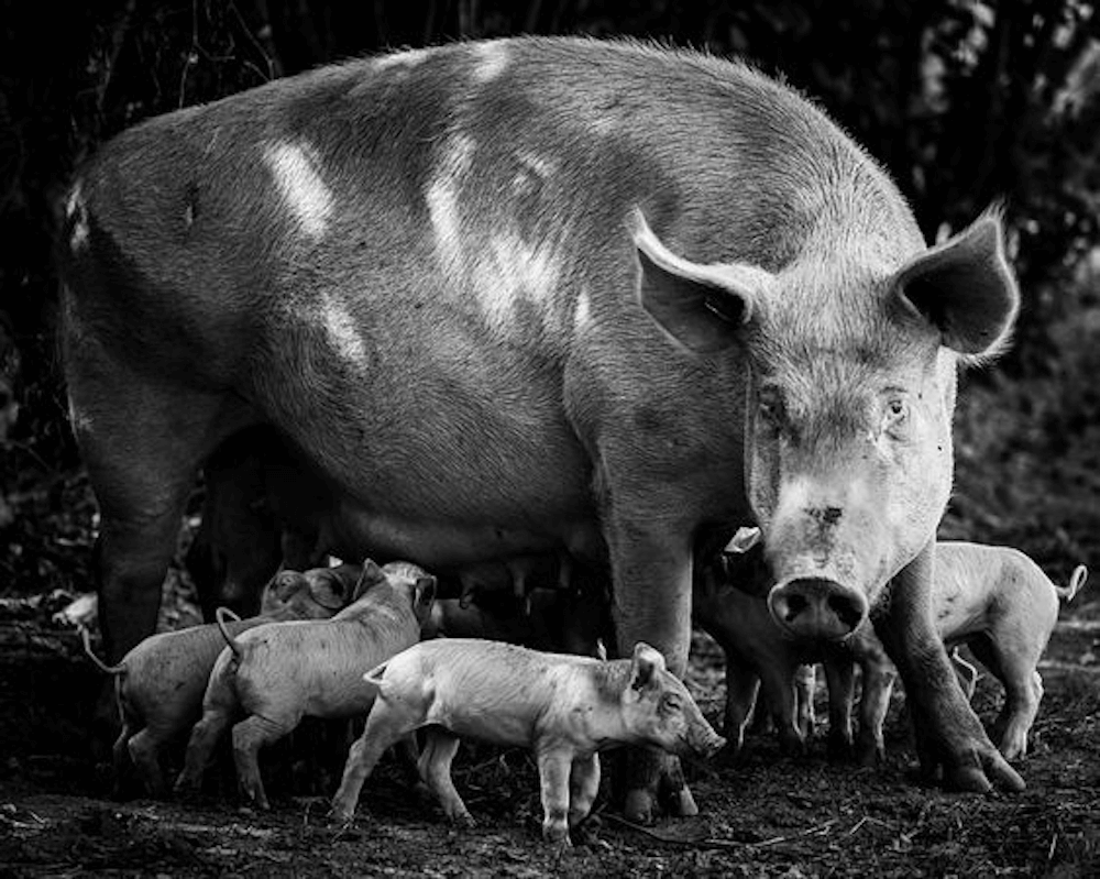 Laurent Baheux Photagraphy pig 