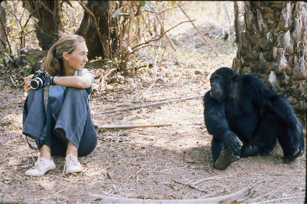 Ein Treffen mit Dr. Jane Goodall: Bahnbrechende Wissenschaftlerin und weltberühmte Naturschützerin