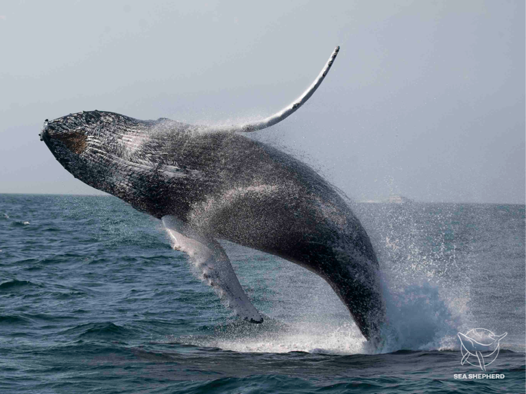 whale protect our oceans
